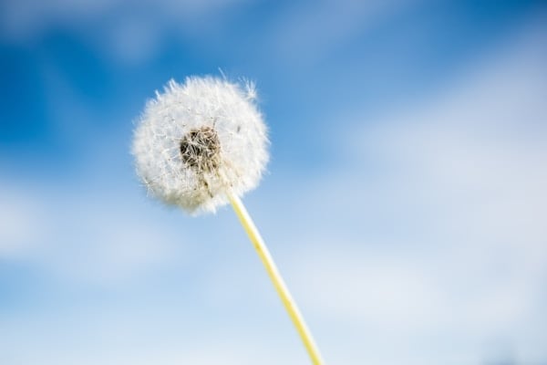 Pollen particles causing environmental allergies