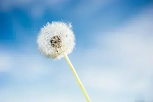 Environmental allergies